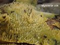 Mycoacia uda-amf-2208